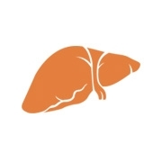 Illustration in orange einer Leber