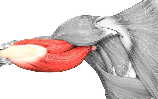 Grafik eines menschlichen Oberarm-Muskels
