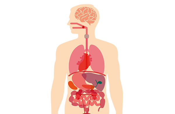 Illustration eines menschlichen Körpers mit Organen